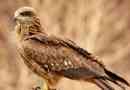 Bird kryun