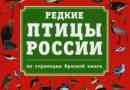 Птици на червената книга на русия
