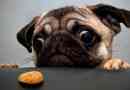 Диета на pug: разрешени и забранени продукти