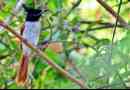 Paradise flycatcher - птица с корона на главата