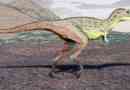 Raptorex