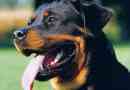 Rottweiler: услуга преди всичко!
