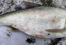 Fish tolstolobik: снимка