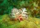Serpoolids: коледни елхи, които растат под вода