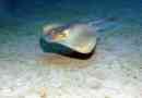 Skat sea cat или slope tail