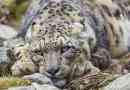 Снежен леопард. Хълмове и начин на живот на снежния леопард