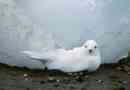 Snow petrel - този, който не се страхува от студ