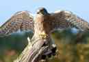 Falcon