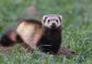 Steppe ferret