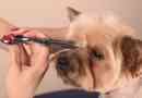 Jork haircut под кученцето у дома