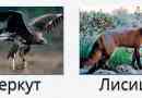 Сурки
