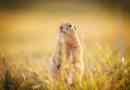 Gopher
