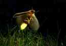 Firefly