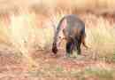 Aardvark