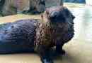В съединените щати астмата е диагностицирана за първи път в sea otter