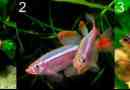 Видове аквариумни риби със снимки и имена