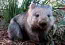 Wombat