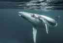Франц джоузеф е бил посетен за първи път от hunchbacked whales
