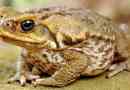 Toad aha (тръстикова жаба)