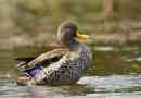 Жълто -биращ kryakva - rybai duck