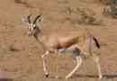 Gazelle dorkas
