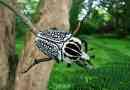 Goliath beetles. Снимка, описание на насекомите