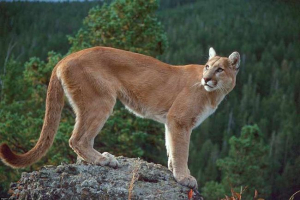 15 Интересни факти за puma