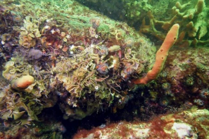500 Нови вида животни са открити от учени във водите на морето на охотск
