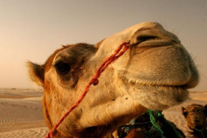 Афганистан камил ритна американски морски пехотинец: видео, което направи потребители на мрежата