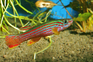 Afiosemion stiatum - дъгова риба с мъдро име