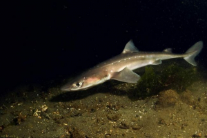 Shark katran: снимка на морето тръни Shark katran: снимка на морето тръни