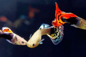 Guppy aquarium fish - грижи, хранене, поддръжка
