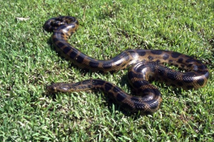 Anaconda deshauensei, тя е тъмна анаконда Anaconda deshauensei, тя е тъмна анаконда