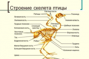 Анатомия на птиците Анатомия на птиците
