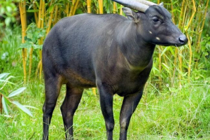 Ano - buffalo с акцент Ano - buffalo с акцент