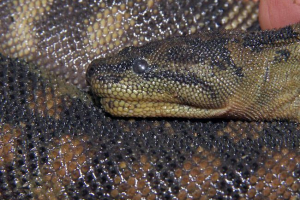 Arafur warty snake, всичко за влечугите