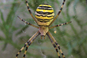 Argiopa brunnich, известен още като spider-osa