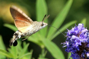 Butterfly brazhnik Butterfly brazhnik