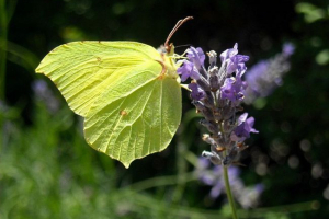 Butterfly limonnitsa: описание, изгледи, снимки