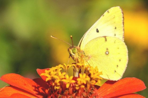 Butterfly lemonnitsa Butterfly lemonnitsa