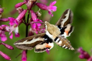 Butterfly подкуп (колибри с пеперуда) Butterfly подкуп (колибри с пеперуда)