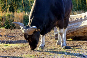 Banteng-a рядки видове диви бикове от югоизточна азия