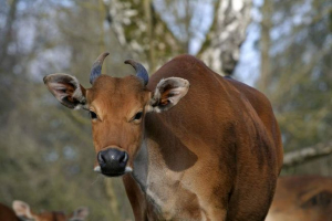 Banteng - въплъщение на благодатта сред биковете Banteng - въплъщение на благодатта сред биковете
