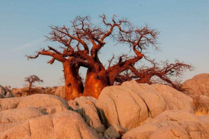 Baobab - описание и снимка на гигантско дълъг живот дърво