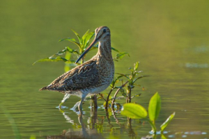 Snipe