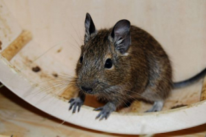 Degu squirrel Degu squirrel