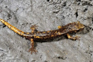 I -под саламандри - земноводни, живеещи под земята