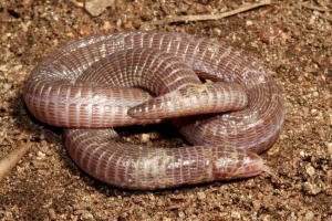 Beznoshaya reptile: brown bouter