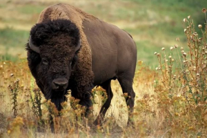 Bisonzubr - bison plus bison Bisonzubr - bison plus bison