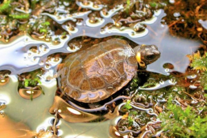 Swamp tortoise mühlenberg: цялата информация, описание